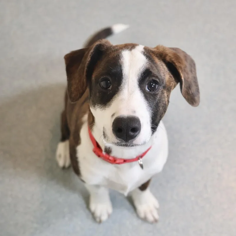A baby medium-sized female Brindle Terrier dog named Belle for adoption in Briarcliff Manor, NY