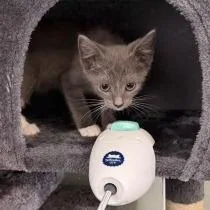 A baby small-sized male Gray / Blue / Silver Domestic Short Hair cat named Murray for adoption in Tulsa, OK