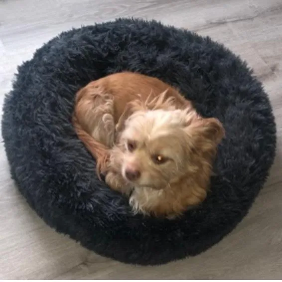 A senior small-sized male Yellow / Tan / Blond / Fawn Mixed Breed dog named Izzy for adoption in New York, NY