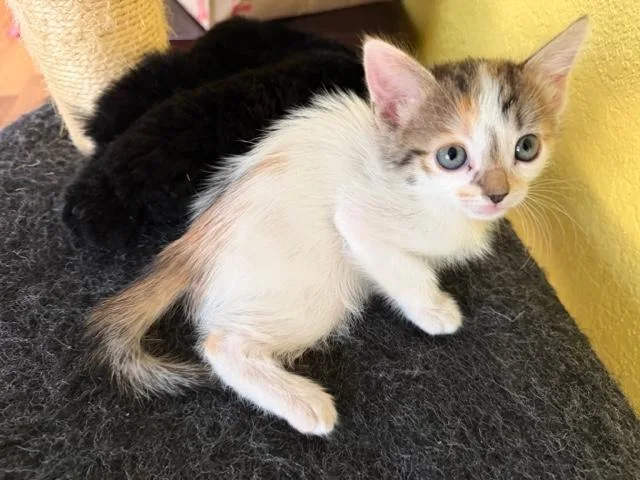 Suki And Siblings
