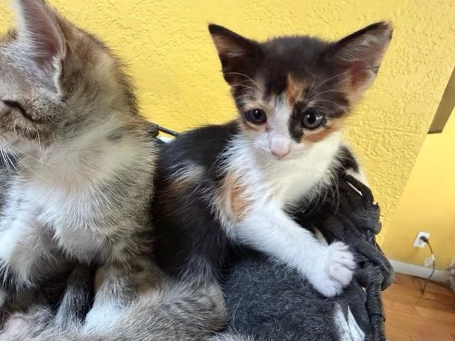 Suki And Siblings thumbnail 3