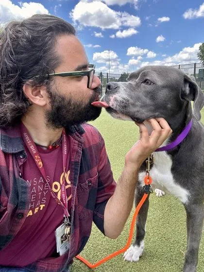 An adult large-sized female Gray / Blue / Silver Mixed Breed dog named Stormi for adoption in Wichita, KS