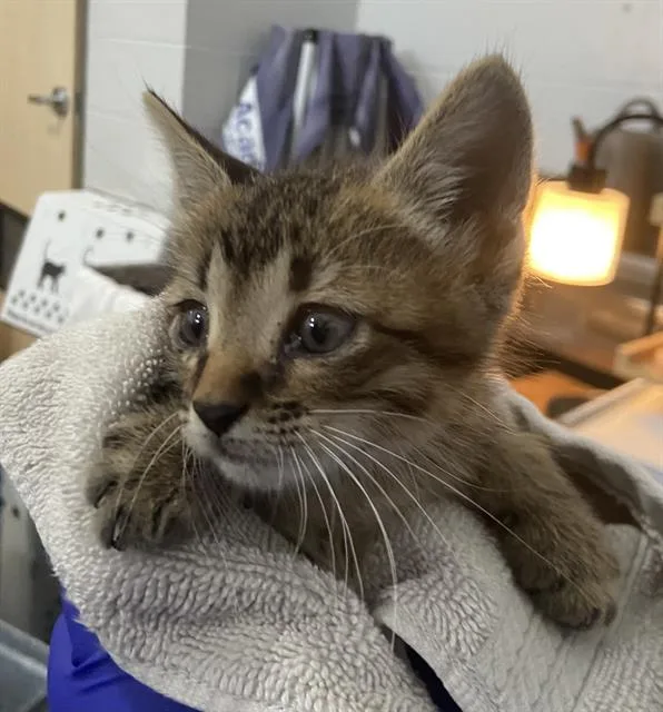 A baby medium-sized male Domestic Short Hair cat named Jolibee for adoption in Dallas, TX