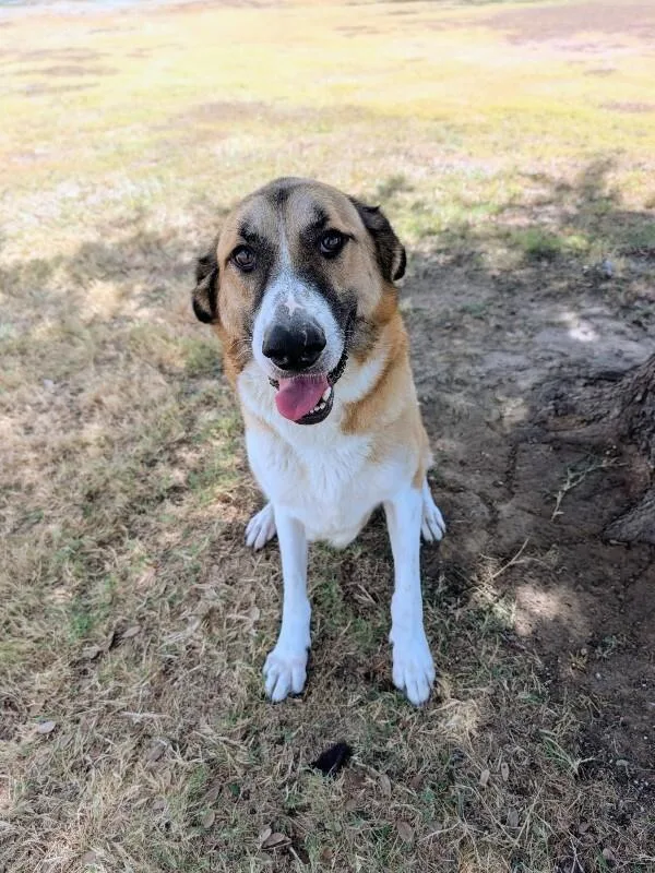 A young large-sized female Anatolian Shepherd dog named Rose for adoption in Boulder, CO