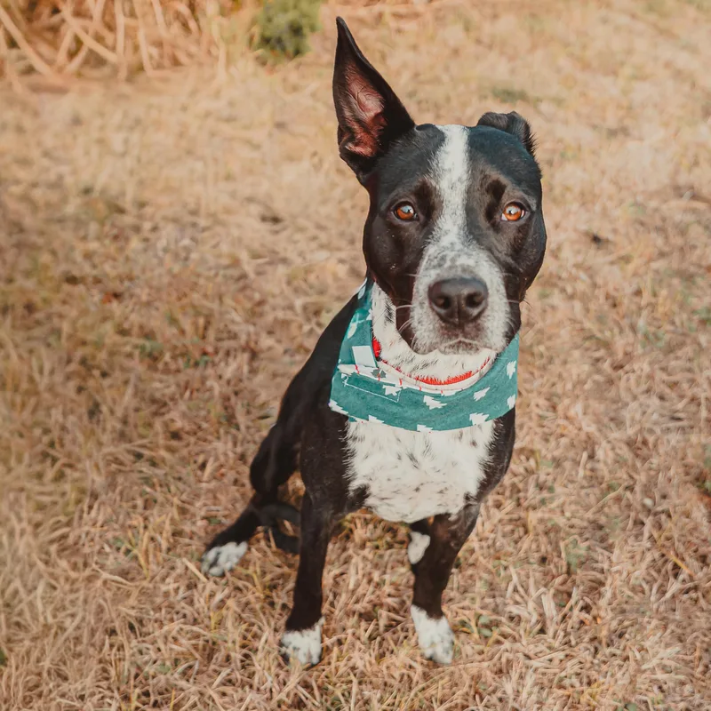 A young medium-sized male Australian Cattle Dog / Blue Heeler dog named Bingo for adoption in Krum, TX