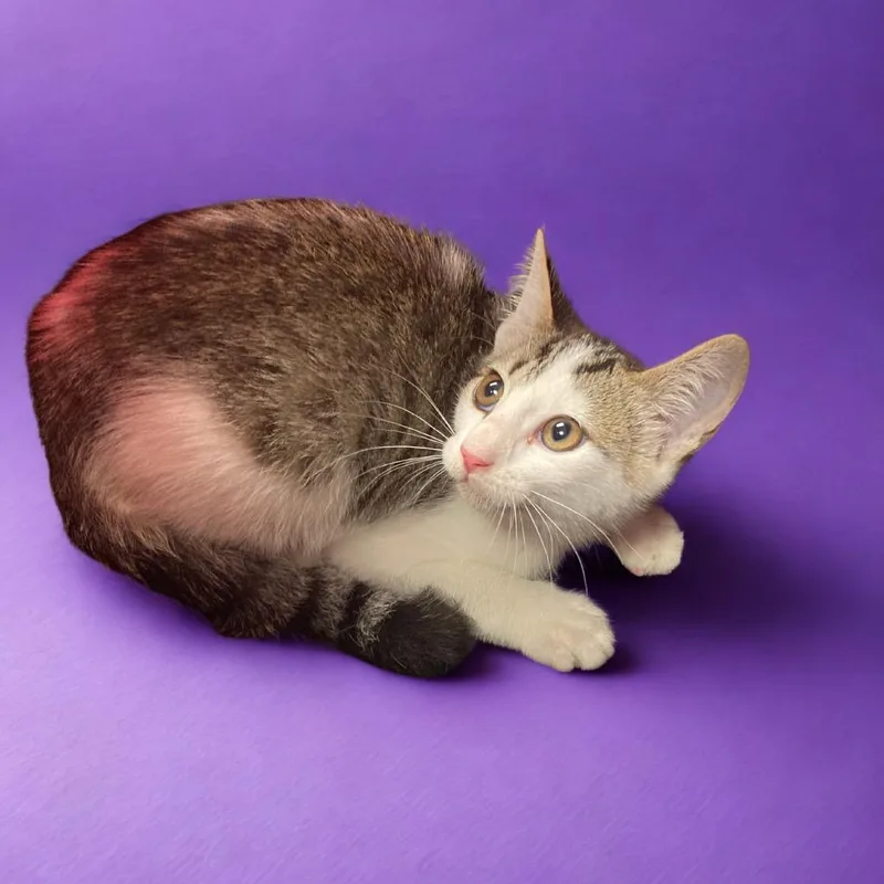 A baby small-sized female Black & White / Tuxedo Domestic Short Hair cat named Salty for adoption in Blue Ridge, GA