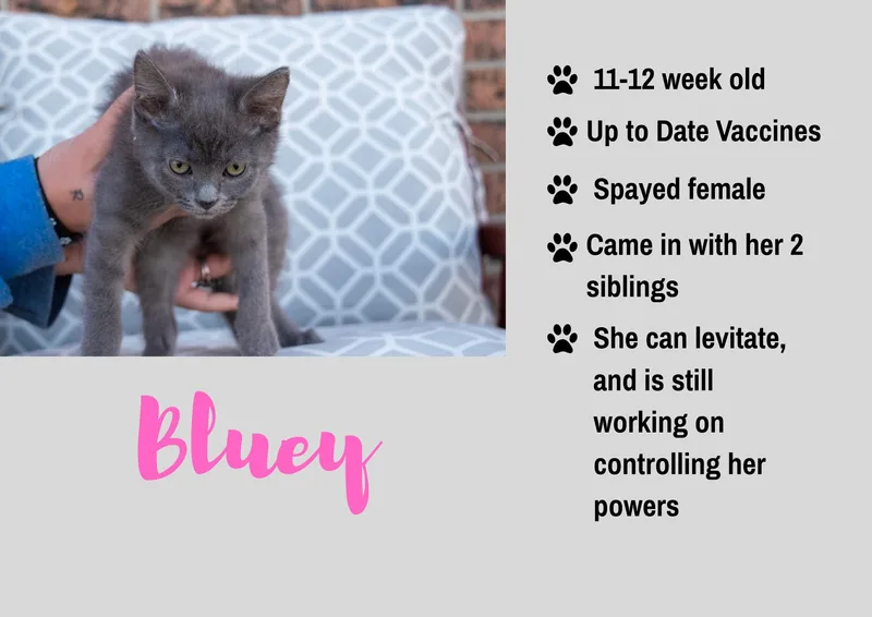A baby medium-sized female Domestic Short Hair cat named Bluey for adoption in Junction City, KS