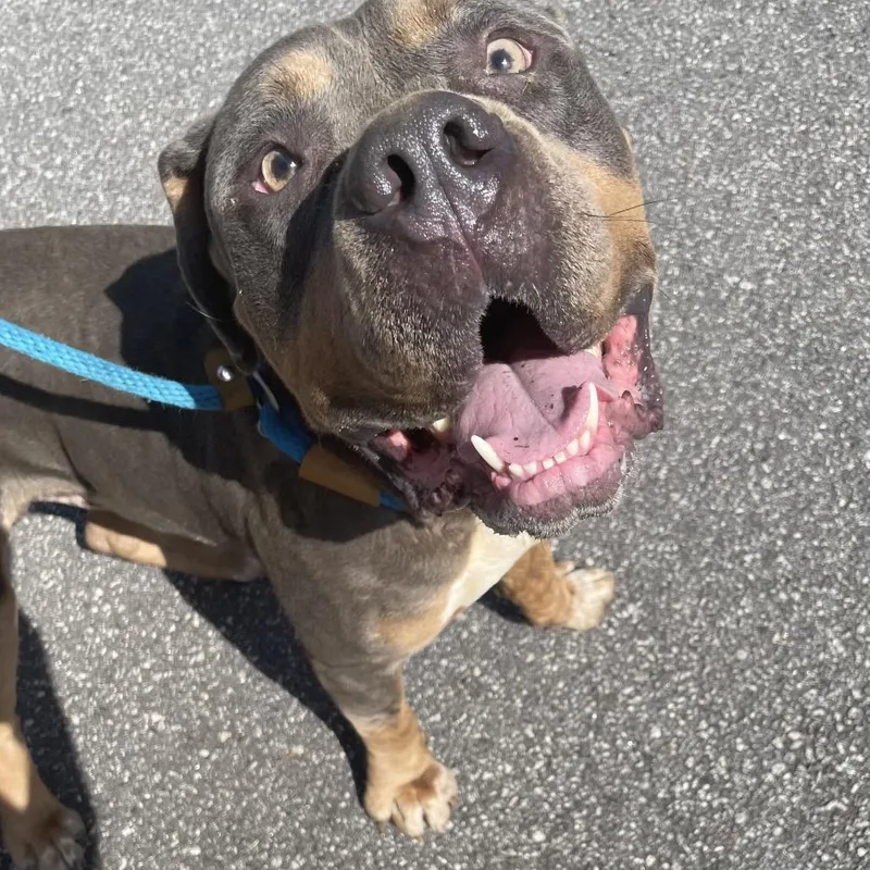 An adult large-sized male Gray / Blue / Silver Mixed Breed dog named Sarge for adoption in Columbus, GA
