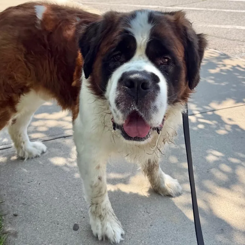 An adult extra large-sized male White / Cream Saint Bernard dog named Saint for adoption in Hampton Bays, NY