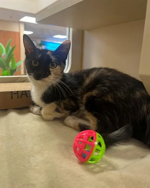 A young small-sized female Domestic Short Hair cat named Chloe for adoption in Thousand Palms, CA