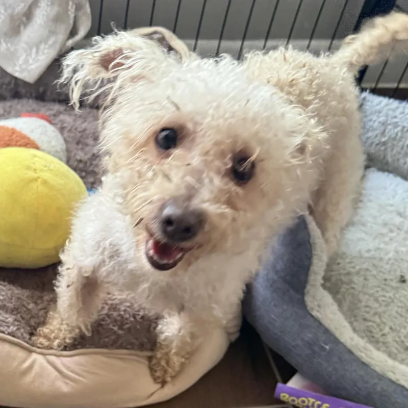 A young small-sized female Miniature Poodle dog named Cricket for adoption in Santa Fe, TX