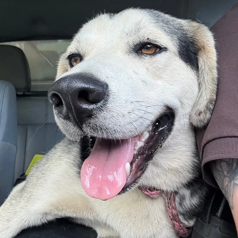 A young medium-sized male White / Cream Husky dog named Max for adoption in Cumberland , VA