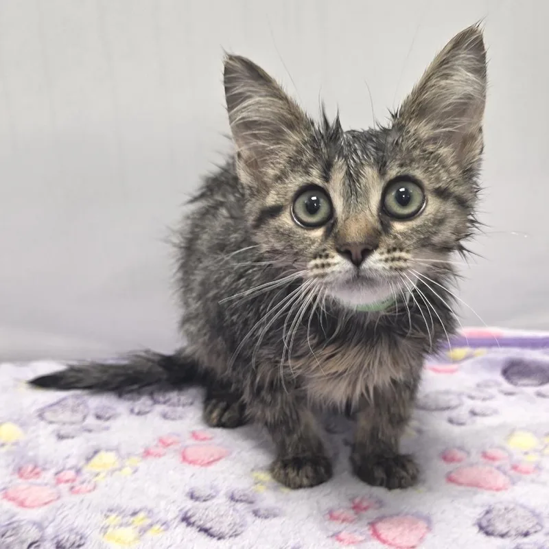 A baby small-sized female Brown / Chocolate Domestic Short Hair cat named Seraphina for adoption in Fort Wayne, IN
