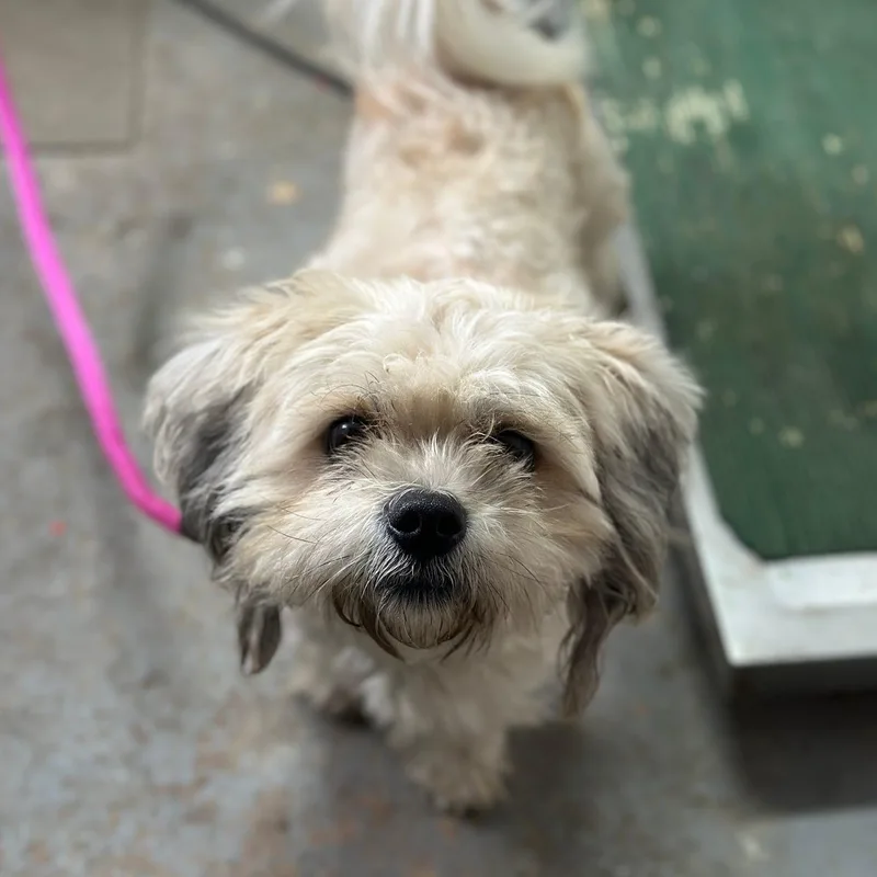 An adult small-sized male Shih Tzu dog named Ike for adoption in Philadelphia, PA