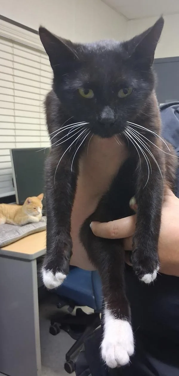 A young small-sized female Domestic Short Hair cat named Jellybean for adoption in Tulare, CA