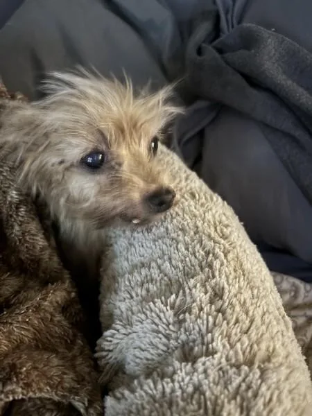 A senior small-sized female Yorkshire Terrier dog named Myrtle  MI for adoption in Bryan, TX