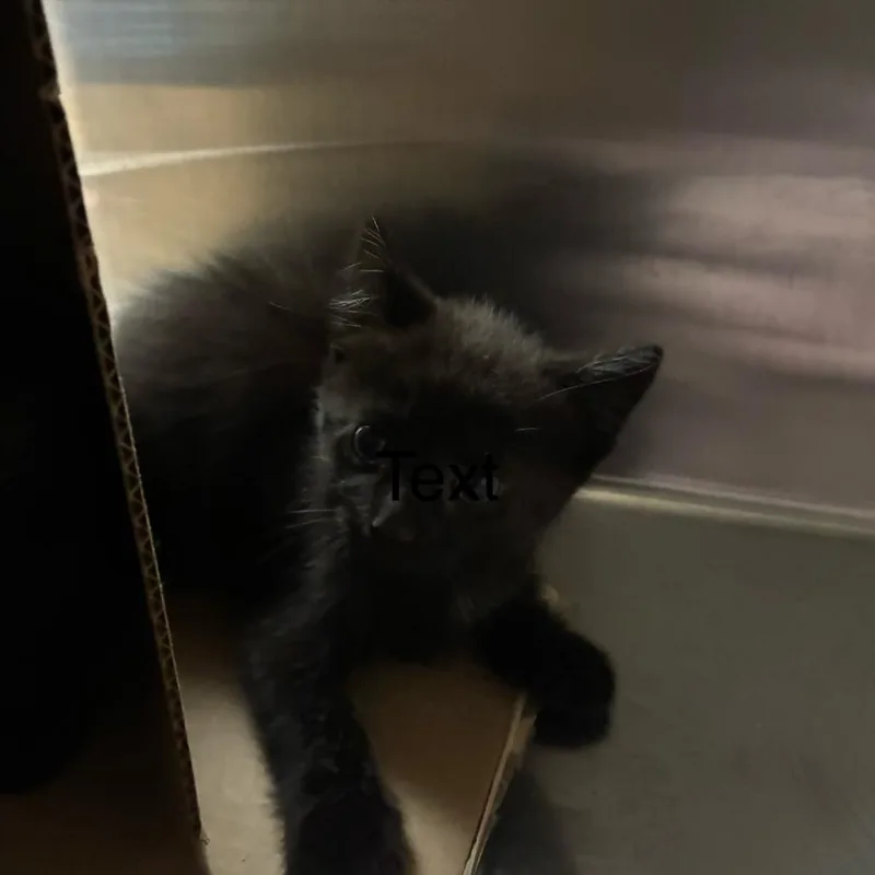A baby small-sized female Black Domestic Short Hair cat named Fiesta for adoption in Windsor, VA