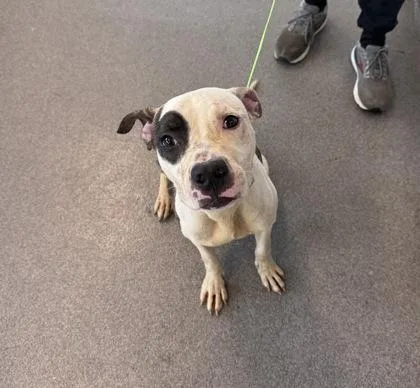An adult medium-sized male Mixed Breed dog named Luther for adoption in West Chester, PA