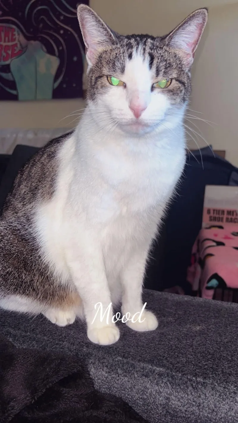 An adult medium-sized female White Domestic Short Hair cat named Mina for adoption in copperas cove, TX