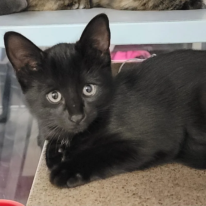A baby small-sized male Black Domestic Short Hair cat named Peter for adoption in Buchanan Dam, TX