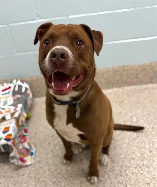 An adult medium-sized male Pit Bull Terrier dog named Cooper for adoption in Brighton, CO