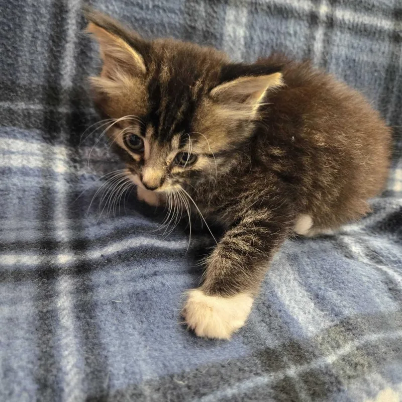 A baby small-sized male Domestic Long Hair cat named Cheerio for adoption in Spruce Pine, NC