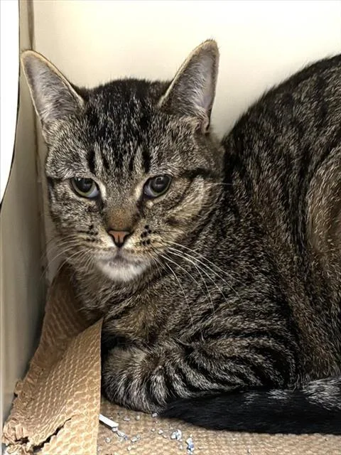 A young medium-sized female Domestic Short Hair cat named Gravy Jane for adoption in Dedham, MA