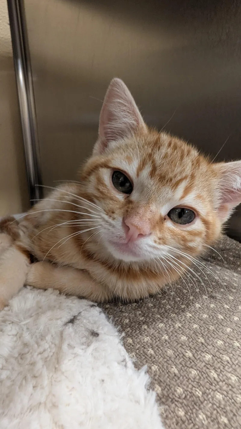 A baby medium-sized male Orange & White Domestic Short Hair cat named Thomas for adoption in Missoula, MT