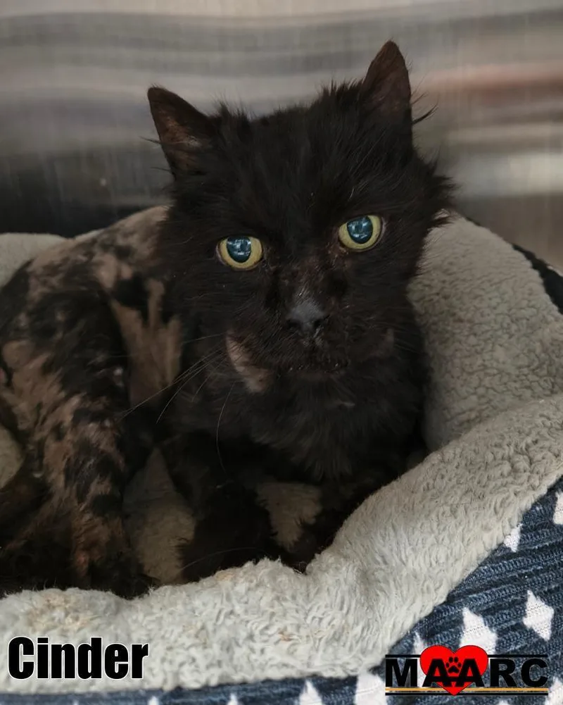 A senior medium-sized male Domestic Long Hair cat named Cinder for adoption in Maryville, TN