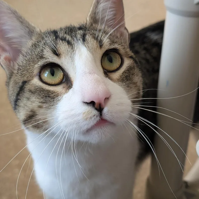 A young large-sized male White Domestic Short Hair cat named Ferrari for adoption in Sonoma, CA