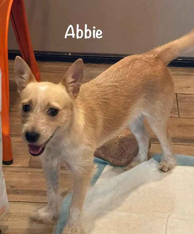 A young small-sized female Terrier dog named Abbie for adoption in North Prairie, WI
