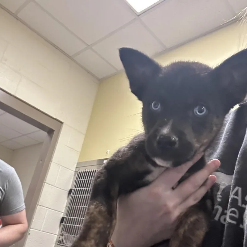 A baby small-sized male Brown / Chocolate Mixed Breed dog named Custard for adoption in Asheville, NC