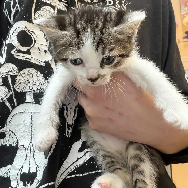Cosmo