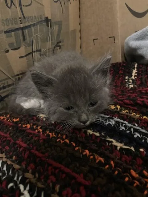 A baby small-sized male Domestic Short Hair cat named Mittens for adoption in Dallas, TX