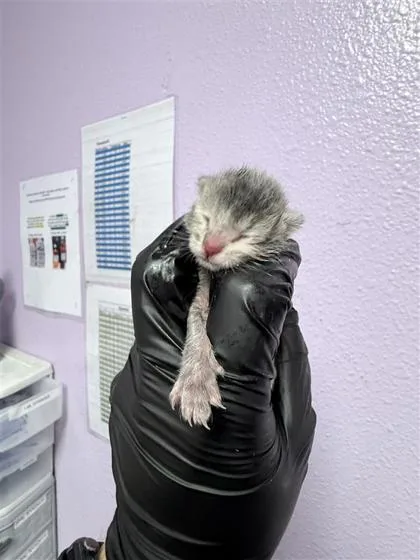 Mouse thumbnail 2