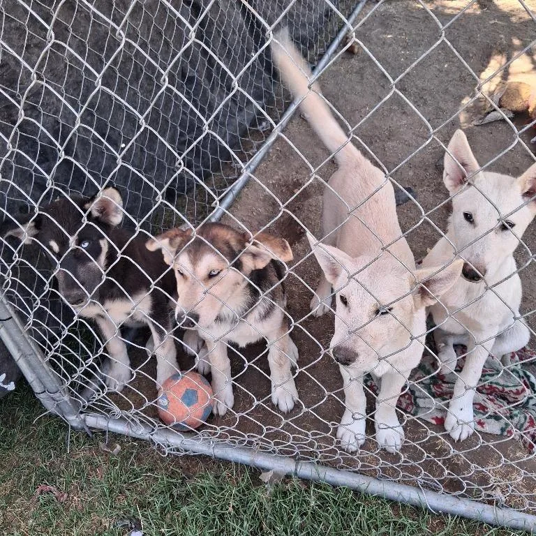 A baby medium-sized male Apricot / Beige Husky dog named Silena for adoption in Tacoma, WA