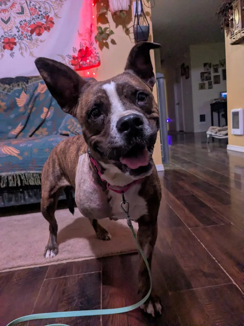 An adult medium-sized female Brindle Boxer dog named Thea for adoption in Beavercreek, OR