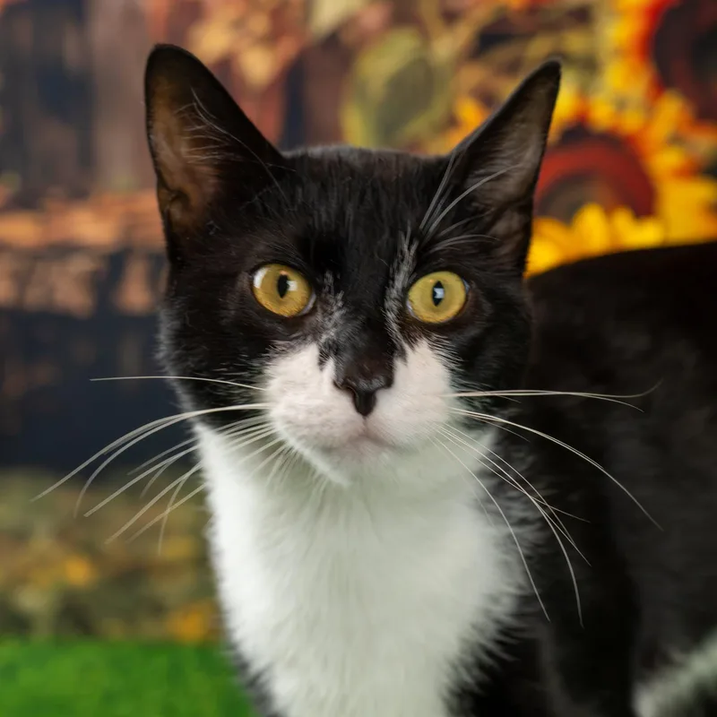 An adult medium-sized male Black & White / Tuxedo Domestic Short Hair cat named Sylvester for adoption in Lapeer, MI