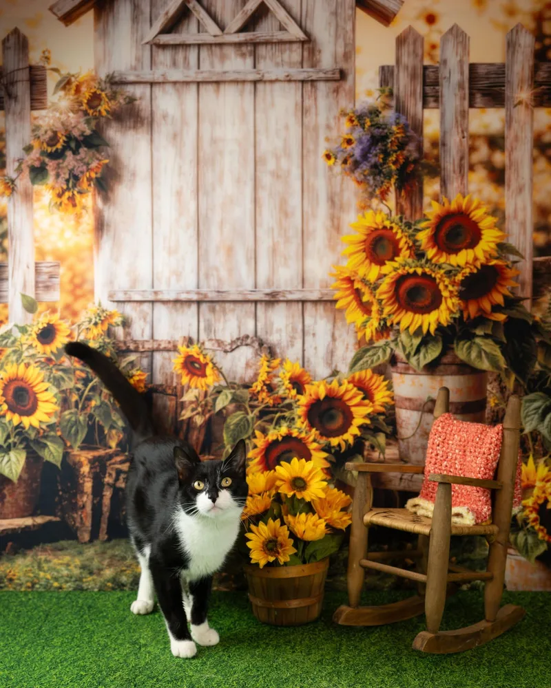Sylvester thumbnail 3