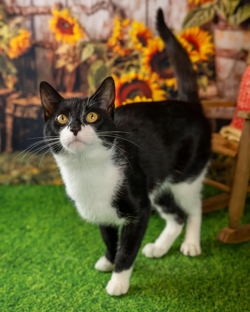Sylvester thumbnail 4