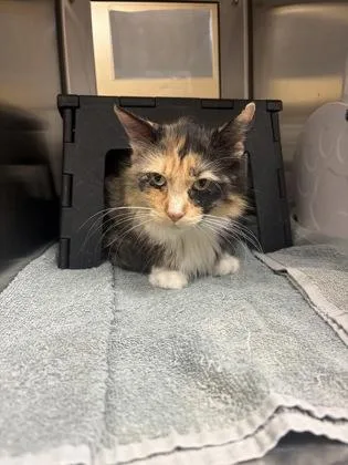 An adult medium-sized female Black Domestic Long Hair cat named Twinkle Toes for adoption in Wichita, KS