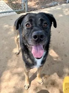 An adult medium-sized male Mixed Breed dog named Cash for adoption in Charlotte, NC