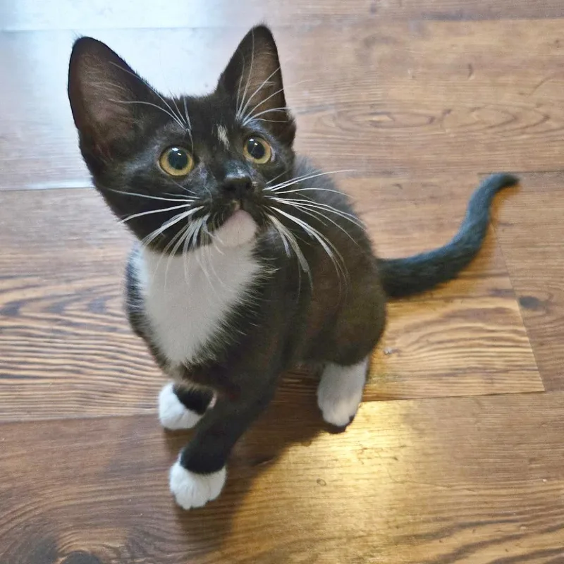 A baby small-sized female Black Domestic Short Hair cat named Rue for adoption in Flower Mound, TX