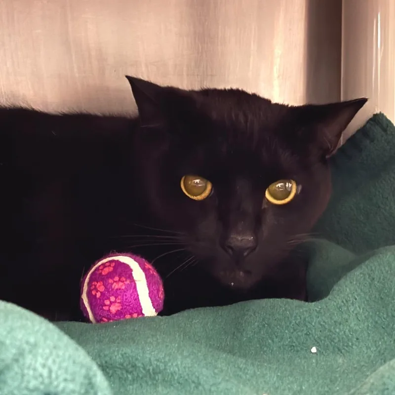 An adult medium-sized male Black Domestic Short Hair cat named Shadow$ for adoption in Springfield, MA