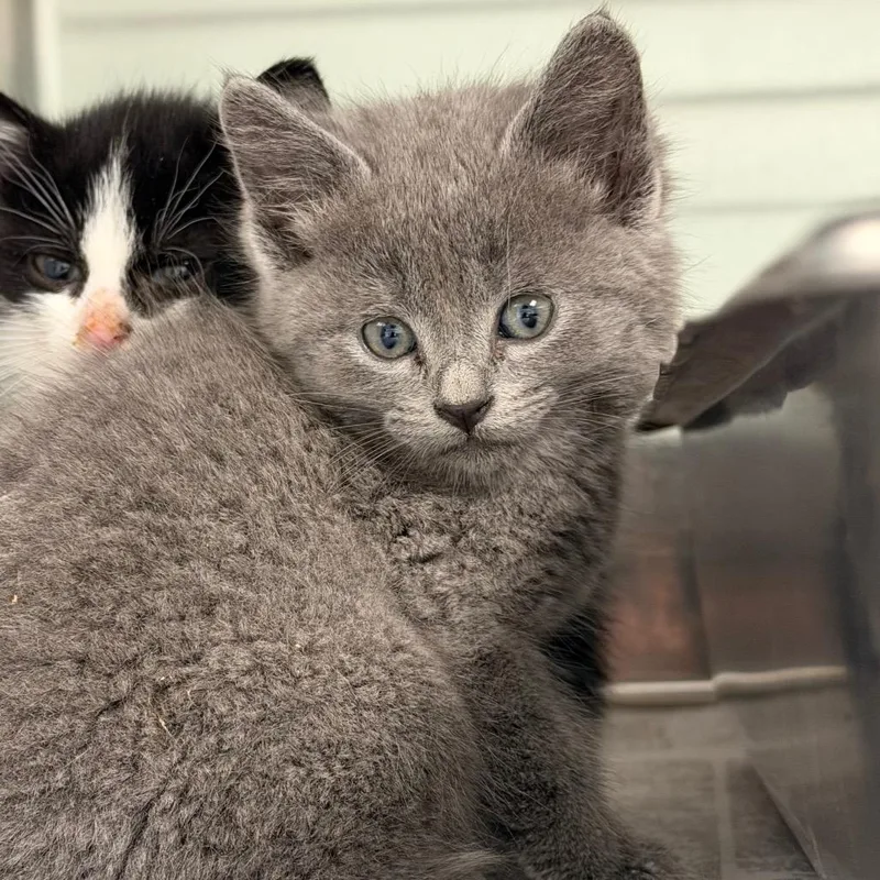 A baby small-sized female Gray / Blue / Silver Domestic Short Hair cat named Tropic for adoption in Waukesha, WI