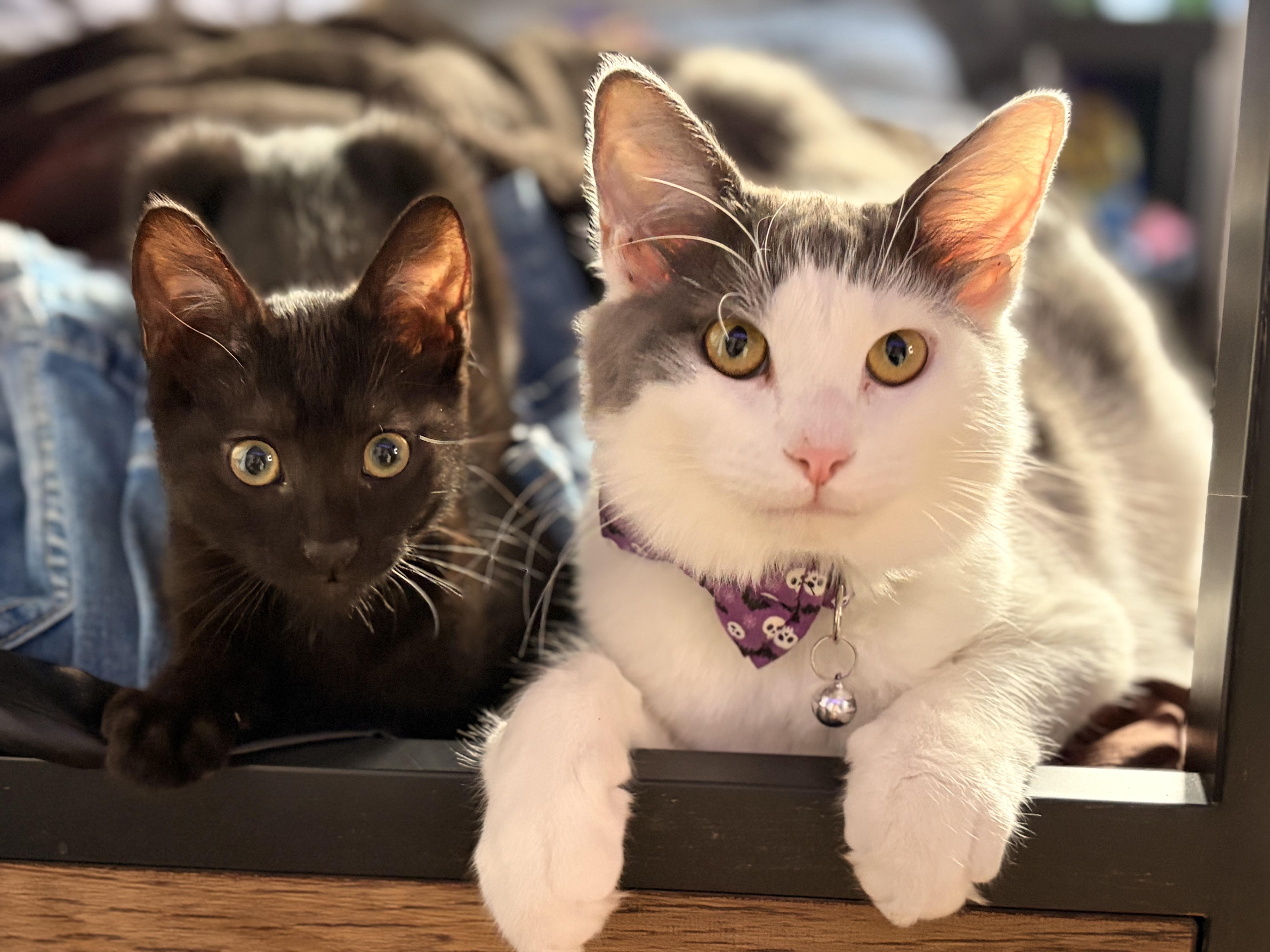 A young medium-sized male Gray & White Domestic Long Hair cat named Fizz for adoption in Vacaville, CA