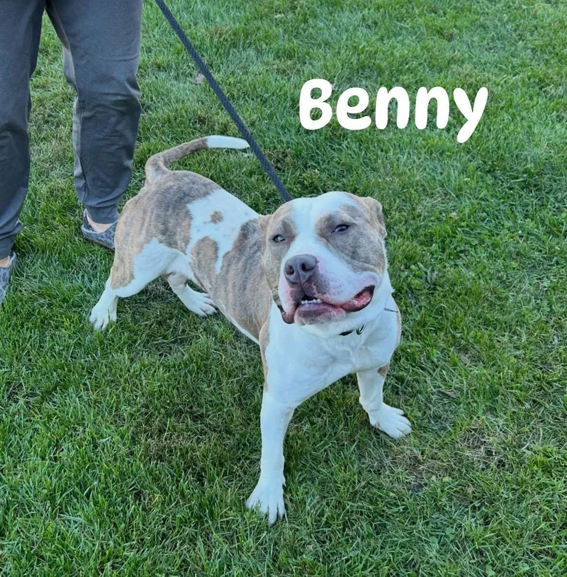 Benny thumbnail 2