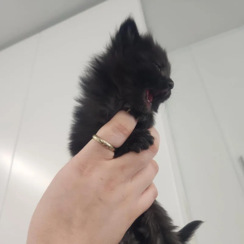 A baby small-sized female Black Domestic Long Hair cat named Platypus for adoption in Pullman, WA