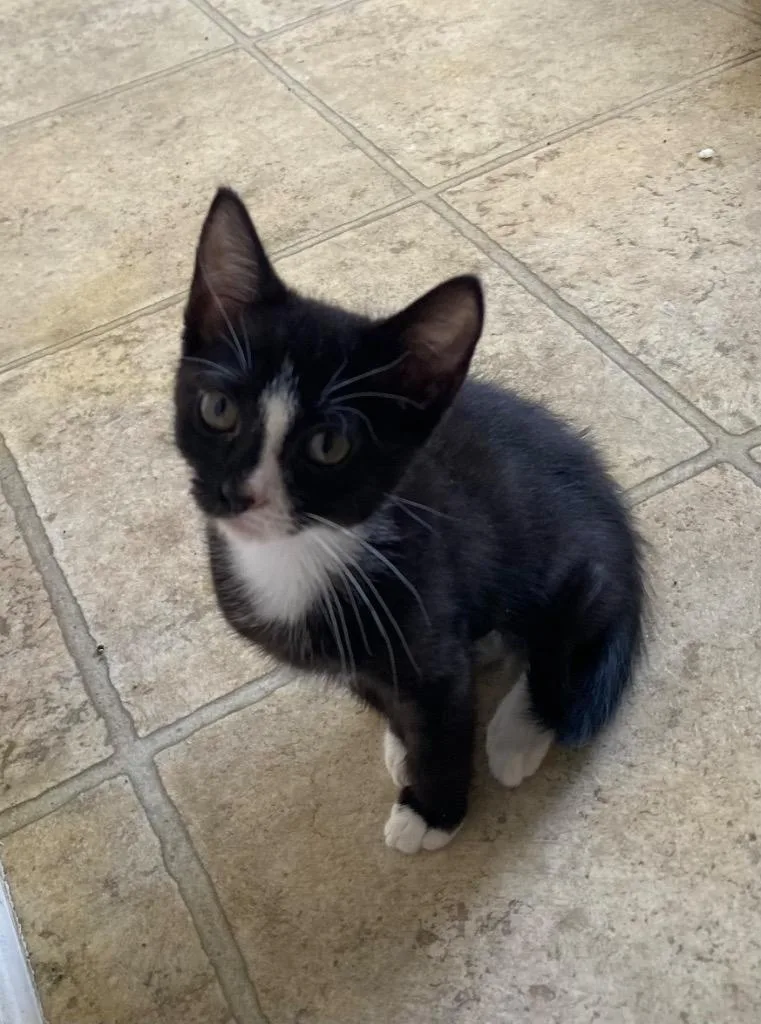 A baby medium-sized female Domestic Short Hair cat named Raven for adoption in Cumming, GA