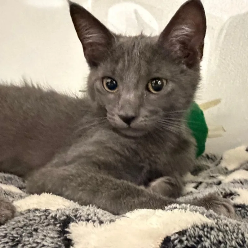 A baby small-sized male Gray / Blue / Silver Domestic Short Hair cat named Blue for adoption in Sunnyvale, CA
